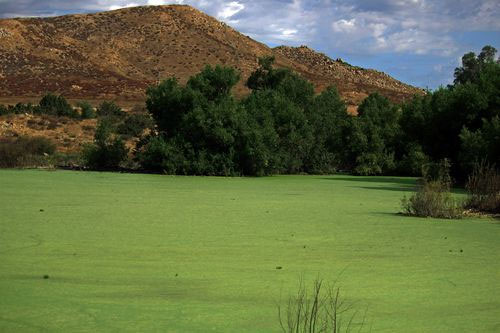 Pond scum (blue green algae or cyanobacteria). Credit: The Wine Commonsewer