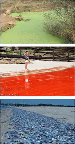 Algal blooms and fish kills.