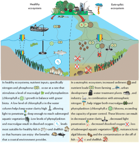 effects of eutrophication on an ecosystem