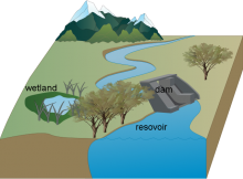 Ella's Wetland, Dam and Resovoir