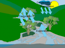 Caitlin Water cycle