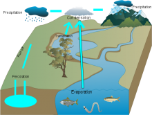 Alexander Water Cycle
