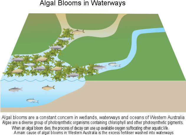 algal blooms diagram