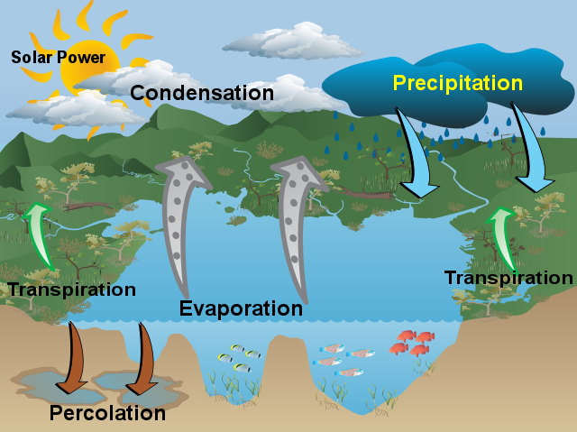 percolation water cycle definition